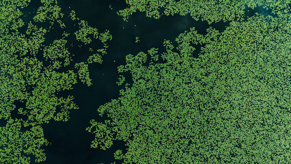 Aerial view of green water lily pads on a dark pond surface © YARphotographer