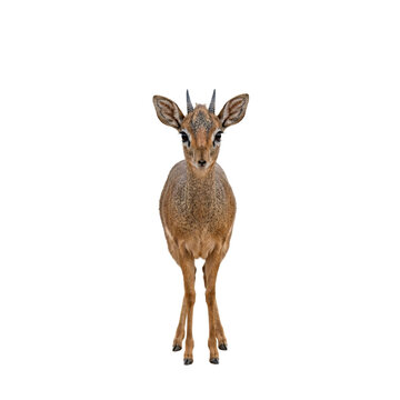 Front view of a Kirk's Dik-dik dwarf antelope standing isolated on a white background looking at camera