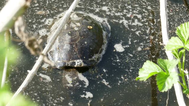 Single water turtle resting on the surface of a marshy pond on a bright sunny day. Close up of an aquatic pond slider floating on the water in wild nature under harsh bright sunshine.