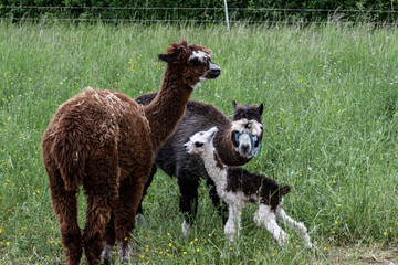 Fototapeta premium alpaka tier natur lama familie