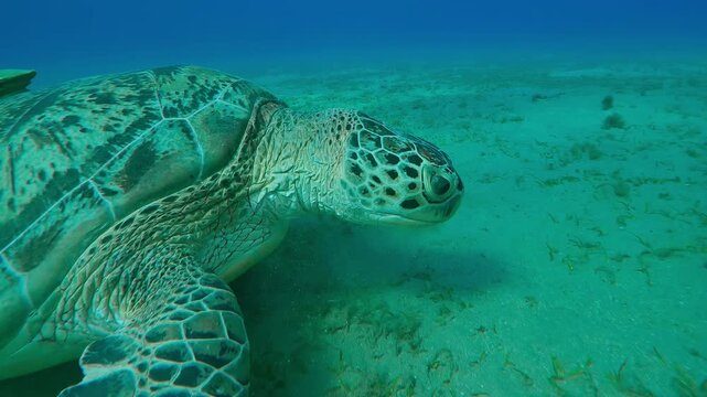 Portrait of Sea turtle feeding green sea grass on seagrass meadow, Close-up, Slow motion of Great Green Sea Turtle, Chelonia mydas on seabed