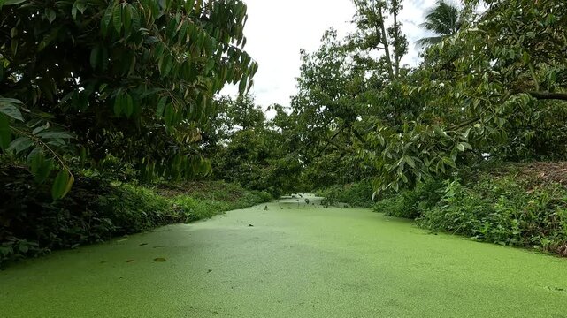 Irrigation canal covered with green duckweed in a fruit orchard in the Mekong Delta, Vietnam.