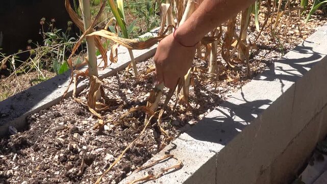 Gardener's hands harvesting large fresh elephant garlic bulbs from soil in a vegetable garden on a sunny day