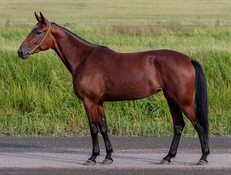 Horse. A thoroughbred horse of the Oryol Trotter breed. Harness racing. Trotting horse race. Side view. In full growth. Professional photography