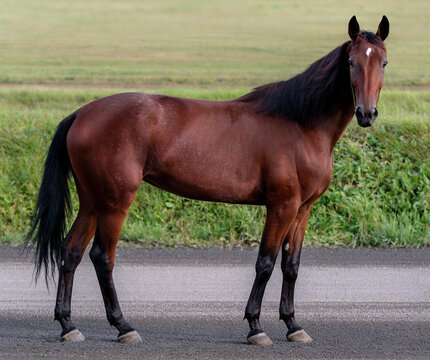 Horse. A thoroughbred horse of the Oryol Trotter breed. Harness racing. Trotting horse race. Side view. In full growth. Professional photography