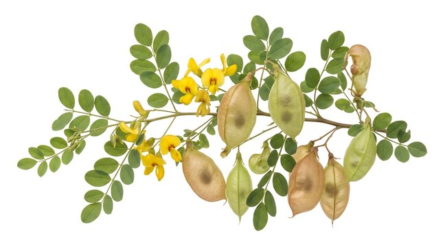 A branch of Colutea arborescens with yellow flowers and green seed pods isolated on white background.