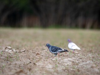 Pigeons (Columbinae) in the fields in springtime. © Adam