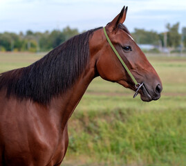 Horse. Portrait. Close-up. A thoroughbred horse of the Oryol Trotter breed. Harness racing. Trotting horse race. Side view. Head in profile. One equine. Professional photography