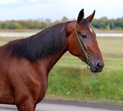 Horse. Portrait. Close-up. A thoroughbred horse of the Oryol Trotter breed. Harness racing. Trotting horse race. Side view. Head in profile. One equine. Professional photography