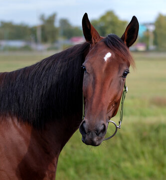 Horse. Portrait. Close-up. A thoroughbred horse of the Oryol Trotter breed. Harness racing. Trotting horse race. Side view. Head in profile. One equine. Professional photography
