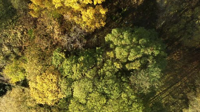 Aerial view of autumn temperate rainforest with vibrant yellow and green foliage in Morvern, Scotland, United Kingdom.