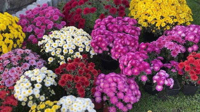 Vibrant Multicolor Chrysanthemums in Full Bloom, Autumn Flower Garden Close-Up.