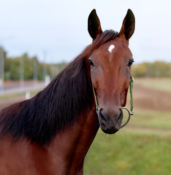 Horse. Portrait. Close-up. A thoroughbred horse of the Oryol Trotter breed. Harness racing. Trotting horse race. Side view. Head in profile. One equine. Professional photography