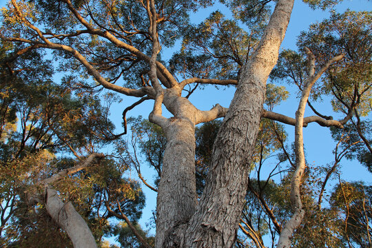 gum trees in a forest at rottnest island in australia 