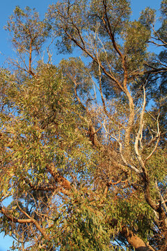 gum trees in a forest at rottnest island in australia 