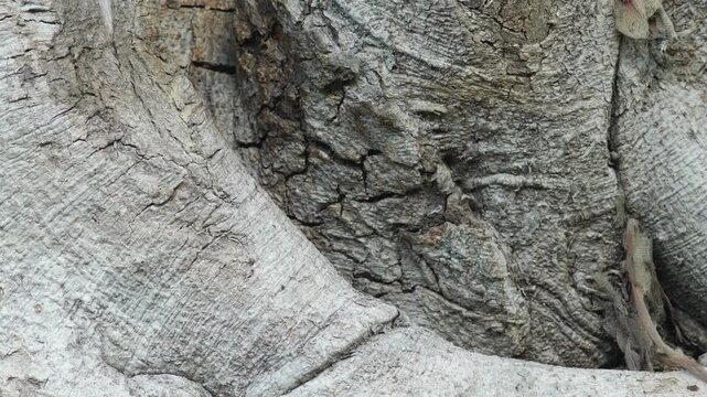 Weathered Tree Bark Texture with Cracked Rust-Colored Patina Detail