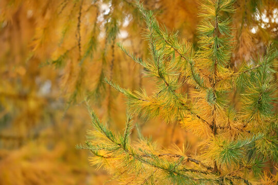 Beautiful larch tree at autumn season. larch tree branches with green-yellow foliage-needles close up, abstract natural forest background. Beginning of fall time.