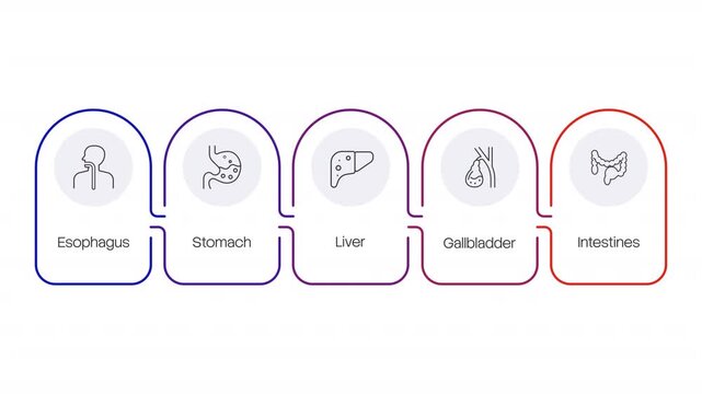 Human digestive system animated infographic with line icons. Holistic gut health. Nutrient absorption pathway. Clean flat motion graphic 5 step layout with outline elements animation