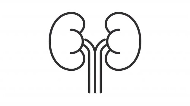 Animated kidneys outline icon. Urinary system disease awareness animation. Renal organ wellness lifestyle. Body detox medical program. Flat line motion graphic loop on transparent white