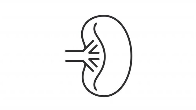 Animated spleen outline icon. Renal wellness animation. Holistic kidney health. Vital organ health care. Urology wellness and anatomy. Flat line motion graphic loop on transparent white
