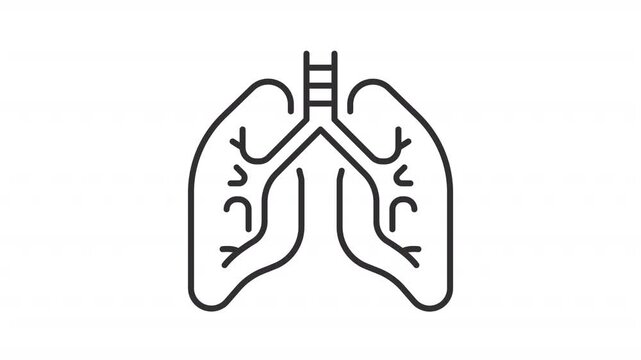 Animated human lungs outline icon. Respiratory system anatomy animation. Breathing wellness support. Internal organ medical diagram. Flat line motion graphic loop on transparent white