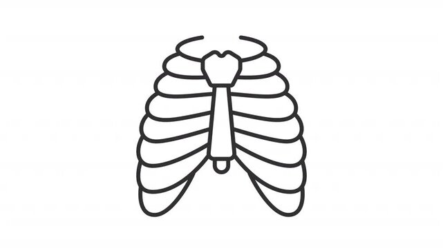 Animated human chest outline icon. Thoracic rib cage structure animation. Human chest skeletal anatomy. Protective upper body skeleton. Flat line motion graphic loop on transparent white