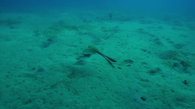 Follow shot of a Feathertail ray swimming above hilly sandy seabed on the depth sea, Slow motion of Cowtail Stingray, Pastinachus floats on sands-silty bottom
