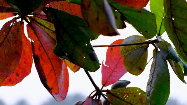 Closeup autumnal leaves changing colour from green to red on tree branch with filtered sunlight