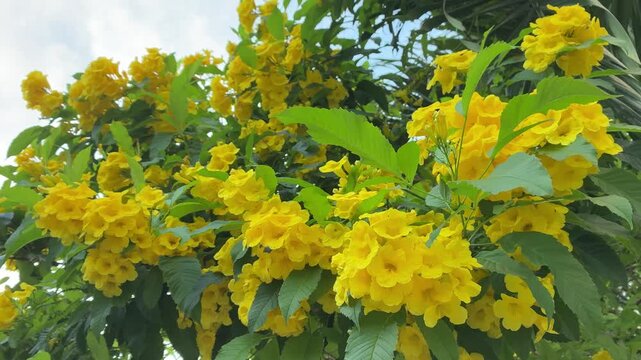 Low angle video of bright yellow Tecoma stans flowers gently swaying in the breeze under the cloudy sky as small bees fly around to collect nectar. This footage was filmed in Vietnam.