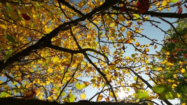 Golden autumn leaves falling from a tree in warm sunlight, captured in super slow motion with gentle camera movement, creating a cinematic seasonal nature background footage for film.