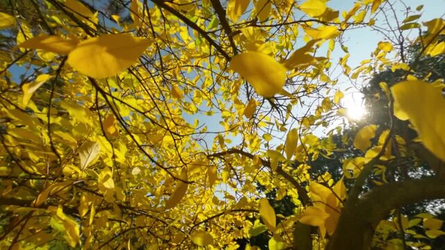 Golden autumn leaves falling from a tree in warm sunlight, captured in super slow motion with gentle camera movement, creating a cinematic seasonal nature background footage for film.