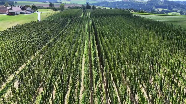 Aerial drone shot flying forward over the tall rows of a large hop farm with plants climbing trellises in the green countryside of Austria, on a sunny day