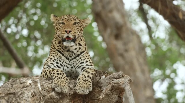 A female leopard lies peacefully on a huge branch scanning her surroundings as the tree sways gently in the wind in Mashatu Game Reserve, Botswana.