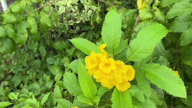 Close-up video of vibrant yellow Tecoma stans flowers gently swaying in the wind as small bees fly around to collect nectar. This footage was filmed in Vietnam.