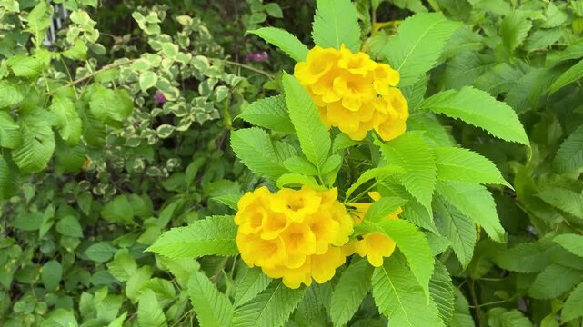 Close-up video of vibrant yellow Tecoma stans flowers gently swaying in the wind as small bees fly around to collect nectar. This footage was filmed in Vietnam.