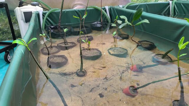 Mangrove saplings are cultivated in water trays at a nursery. They grow until ready for planting on muddy shores. These trees act as natural coastal barriers and vital ecosystem habitats.