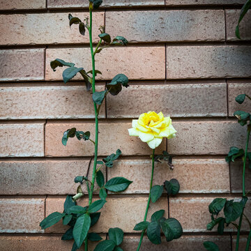 薔薇の花
