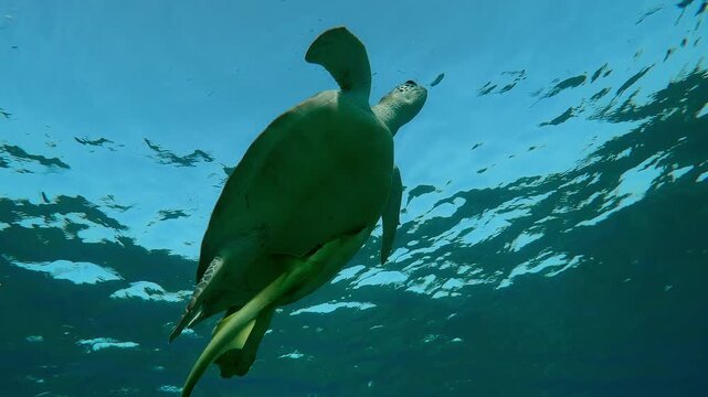 Bottom view of Sea turtle swimming up to water surface and breathes on blue sky background, Slow motion of Great Green Sea Turtle, Chelonia mydas swims upward in turquoise water