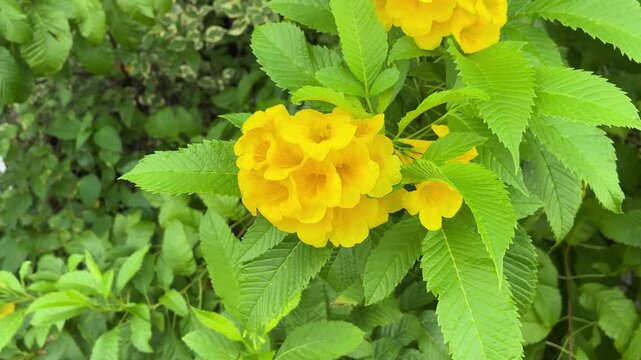 Close-up video of bright yellow Tecoma stans flowers gently swaying in the breeze against green leaves. This footage was filmed in Vietnam.