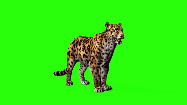 Wild leopard animal running, walking, attack or big cat animal with green screen or chroma key video clip motion background