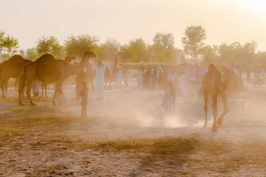 Sahiwal, Pakistan - 31 March 2024: View of camels and people gathered at the Mela Hazrat Baba Muhammad Panah Hans festival, with dust rising in the warm golden hour light.
