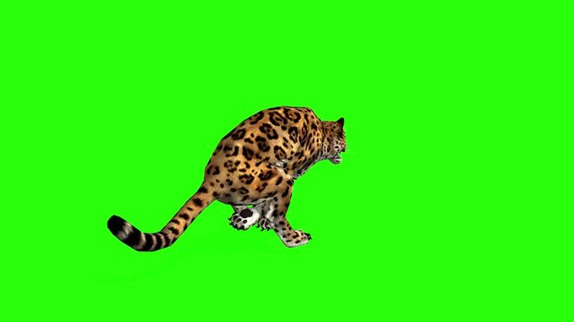 Wild leopard animal running, walking, attack or big cat animal with green screen or chroma key video clip motion background