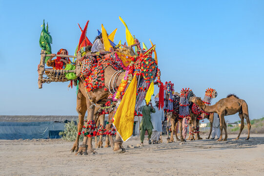 Sahiwal, Pakistan - 31 March 2024: View of decorated camels adorned with colorful saddles, tassels, and flags during the Mela Hazrat Baba Muhammad Panah Hans festival in Punjab, Pakistan.