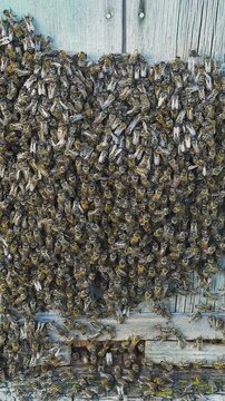 Swarm of bees hangs on wall of hive. Reproductive instinct of honeybees. Natural insect reproduction through colony division. Bee colony with queen inside is preparing to swarm. Natural beekeeping.