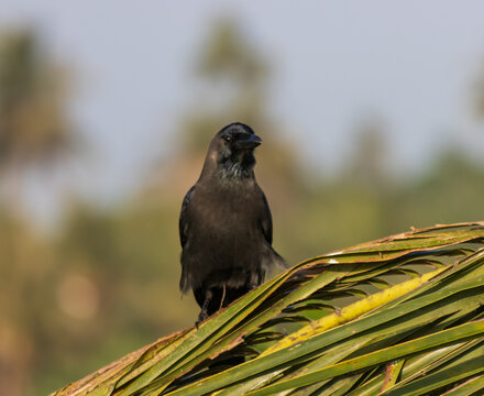 A black bird is perched on a leafy green plant