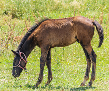 Brown foal grazes in sunlit green pasture