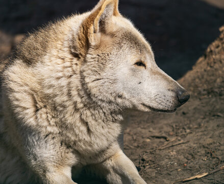 Golden-furred wolf rests in natural light