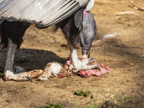 Large vulture eats raw meat on dry ground