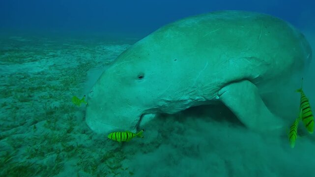 Sea Cow grazing on sandy bottom feeding green seagrass, Slow motion of Sea Cow, Dugong dugon on seabed with shoal of Golden Trevally, Gnathanodon speciosus