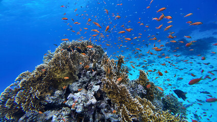  Colorful coral reef with schooling tropical fish in the Red Sea © stathis